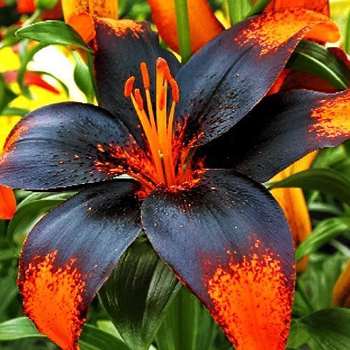 ���� ����� ��������� ����� ����  