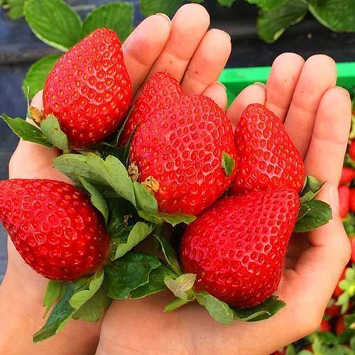 ���� ��������� ������������ (�������������) ������  