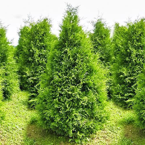 ���� ��� �������� �������  