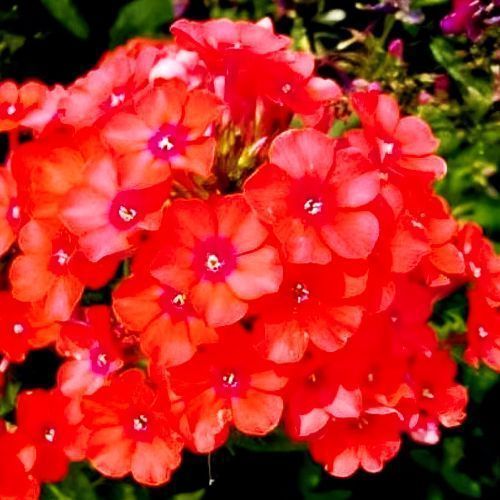 ���� ����� ����������� �.�.����  