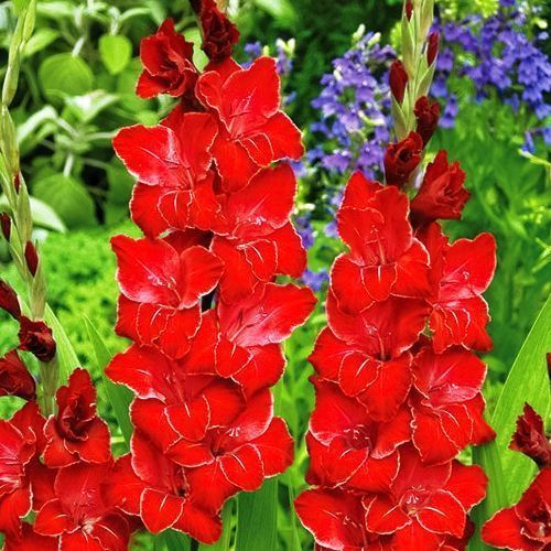 ���� ��������� ��������������� �������  