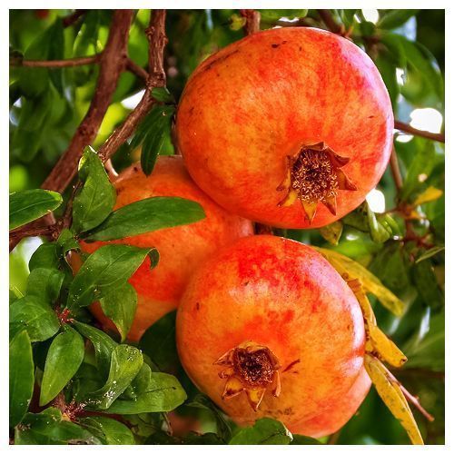 ���� ������ ��������� ������  