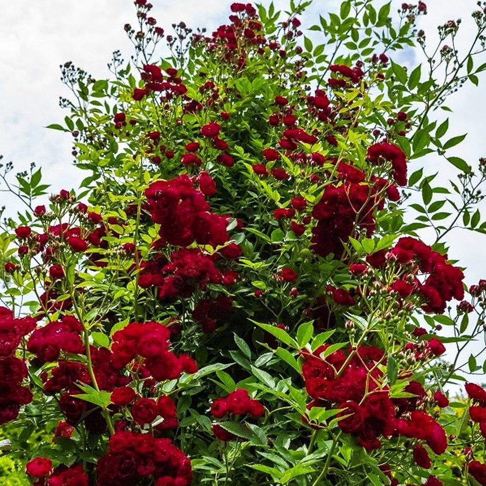 ���� ���� ��������� ��������� ������  