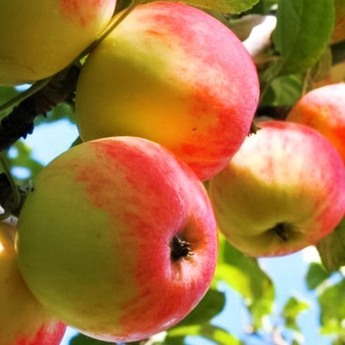 ���� ������ ��������� ���������  