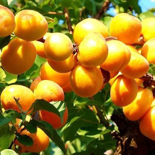 ���� ������� ������ ��������  