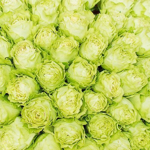 ���� ���� �����-��������� �������  