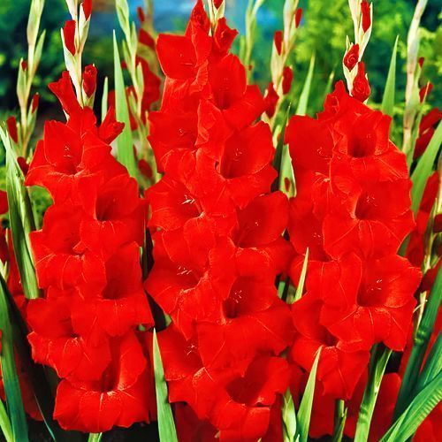 ���� ��������� ��������������� �����  