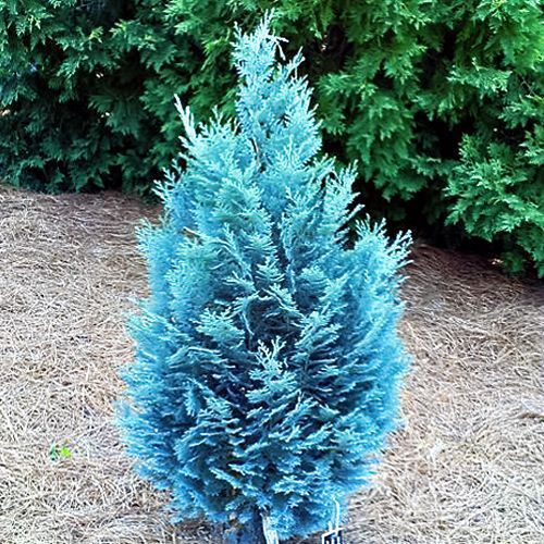 ���� ����������� ������� ������ ���  