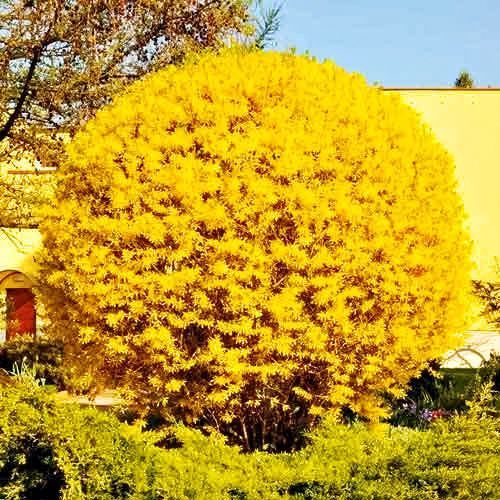 ���� �������� ������ ����  