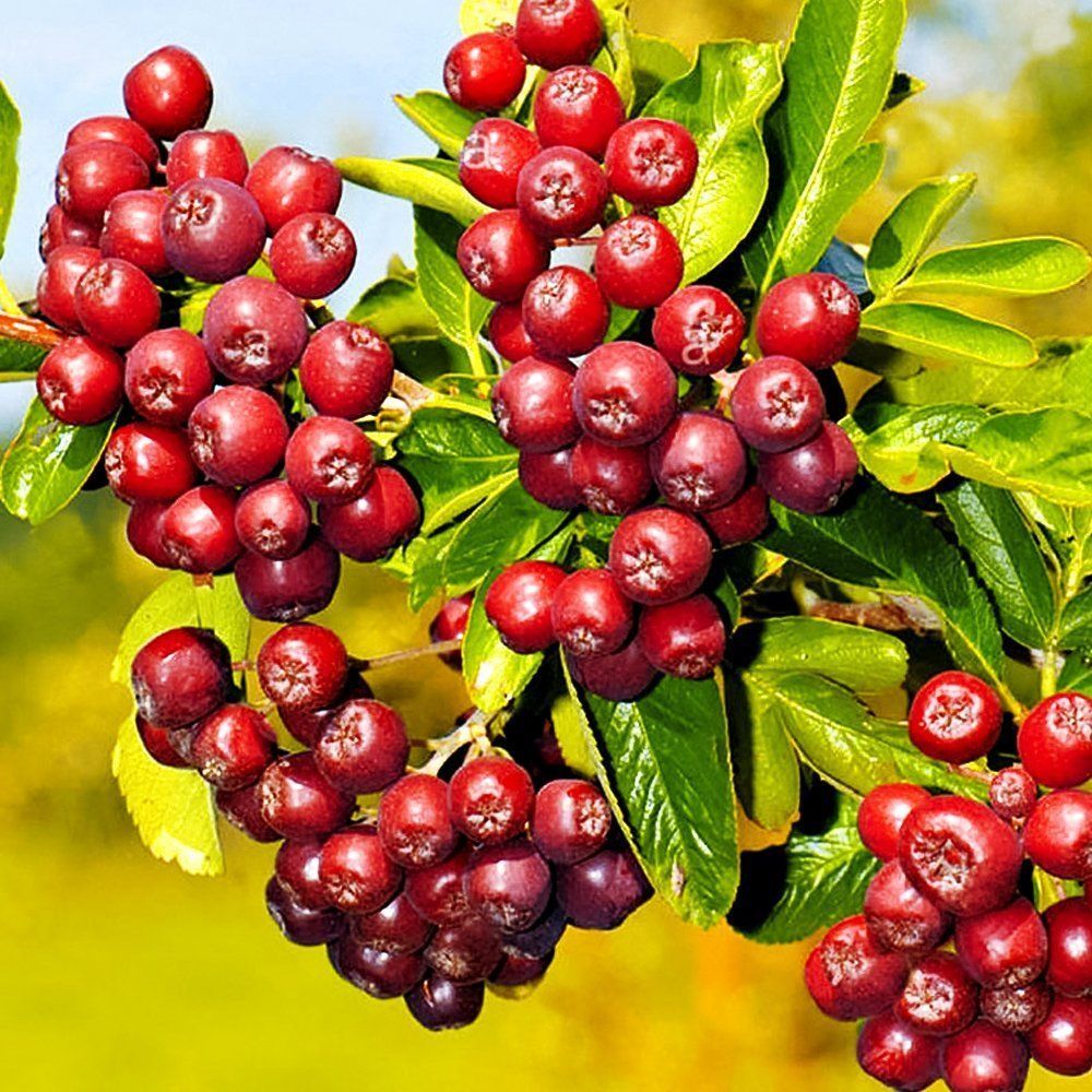 ���� ������ ������� ��������  