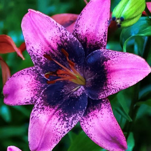 ���� ����� ��������� ����� ����  