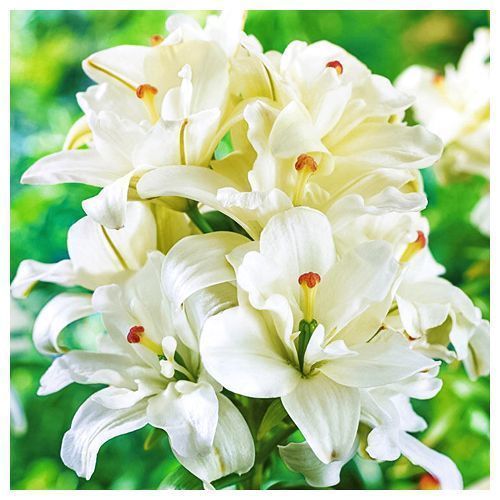 ���� ����� ��������� �������� �������� ����  