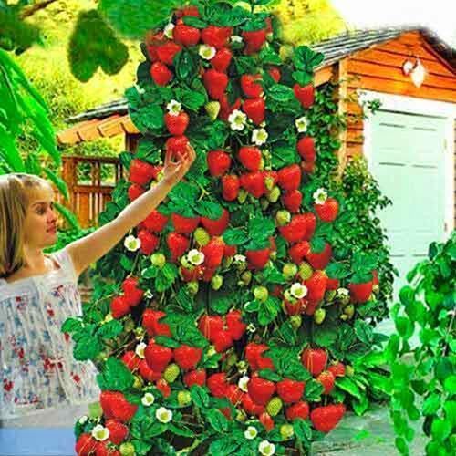 ���� ��������� ������������ (�������������) ��������  