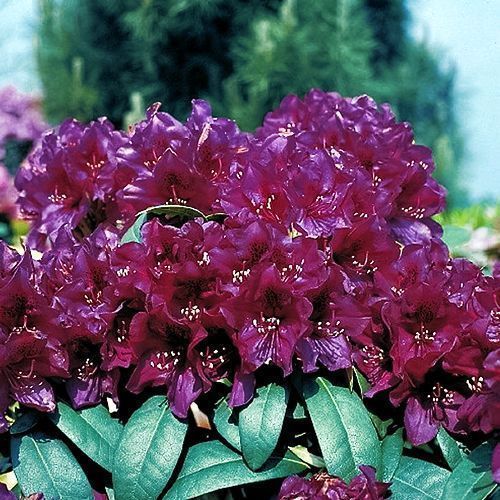 ���� ����������� ��������� �������� ����  