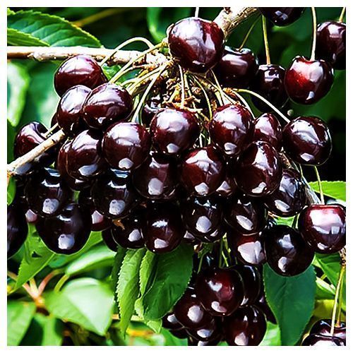 ���� ����� ������ �������  