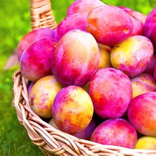 ���� ����� ��������  