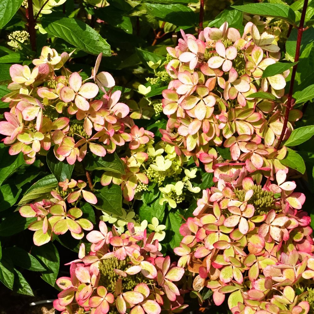 ���� ��������� ����������� ������������� ������� ����  