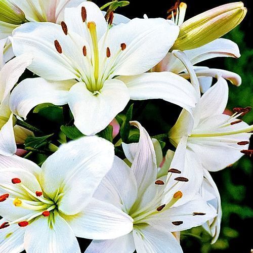 ���� ����� ��������� ������  