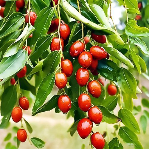 ���� ������� ���������  