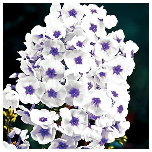 ���� ����� ����������� ��� ���  