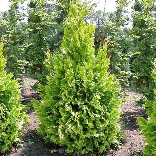 ���� ����������� ������� ������  