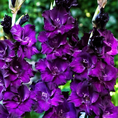 ���� ��������� ��������������� ���� �������  