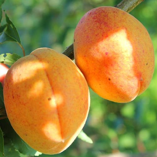 ���� ������� ���������  