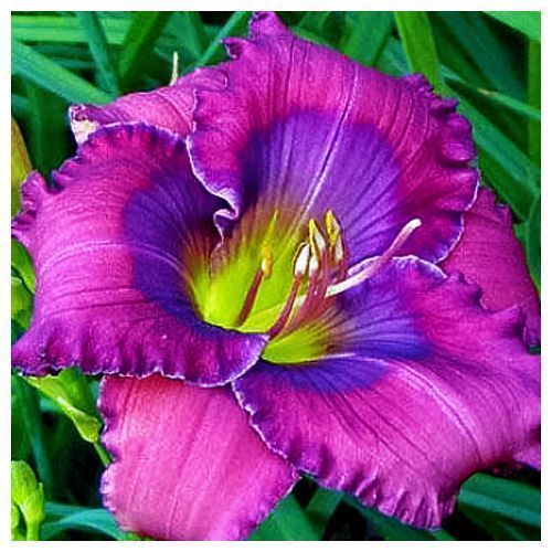 ���� �������� �������� ��� ����  