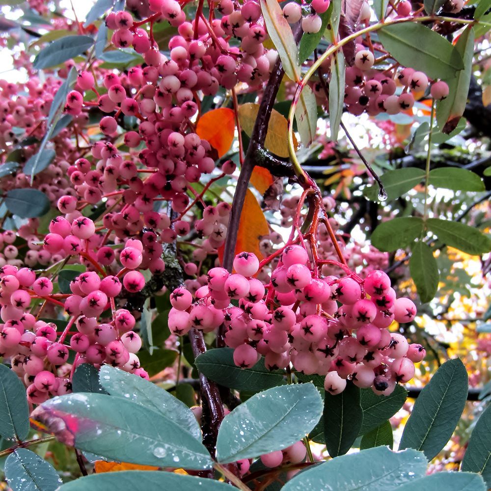 ���� ������ ������������� �� ������ �������� ����  