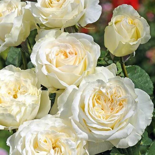 ���� ���� �����-��������� �����  