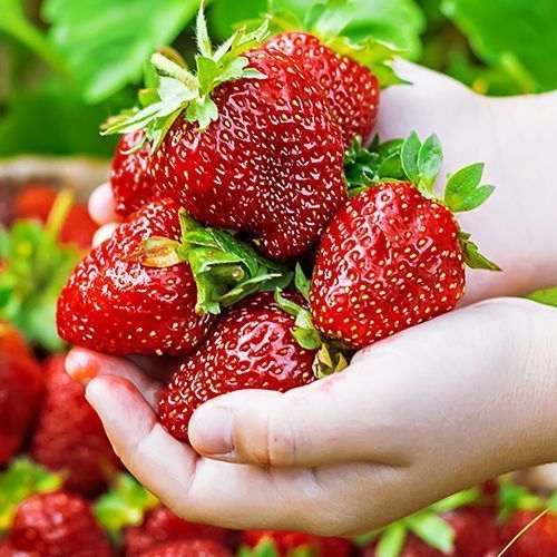 ���� ��������� ������������ (�������������) ����������� �������  