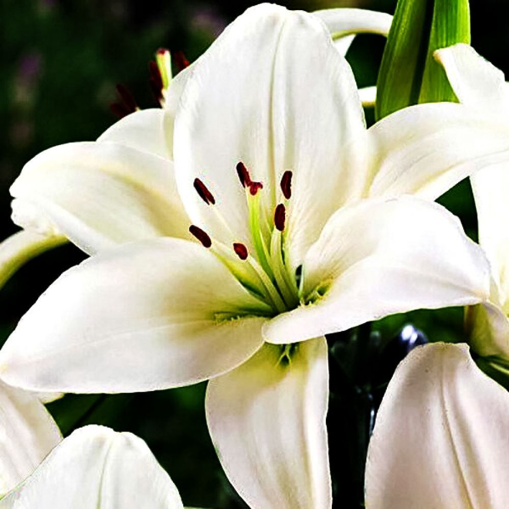 ���� ����� ��������� ����  