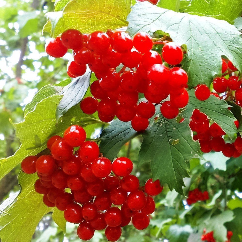 ���� ������ ������������� ��������  