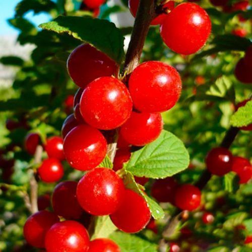 ���� ����� ��������� �������  