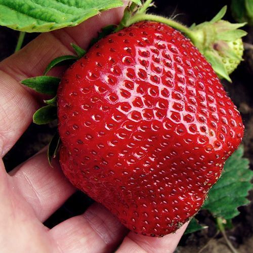 ���� ��������� ������������� �����  