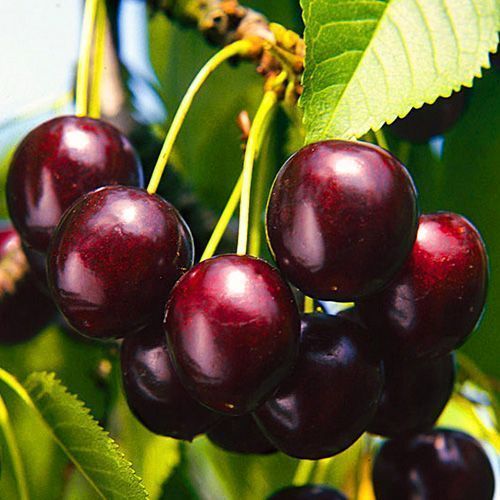 ���� ������� �������� ��������  