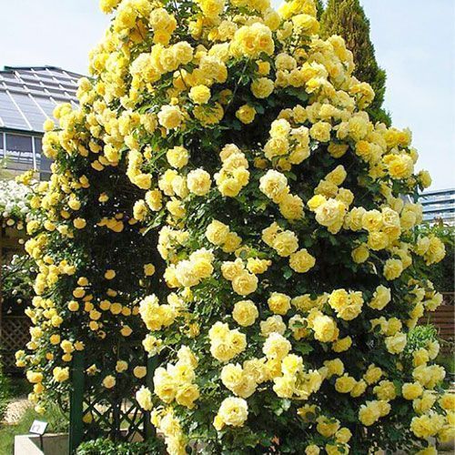 ���� ���� ��������� ������ �����  