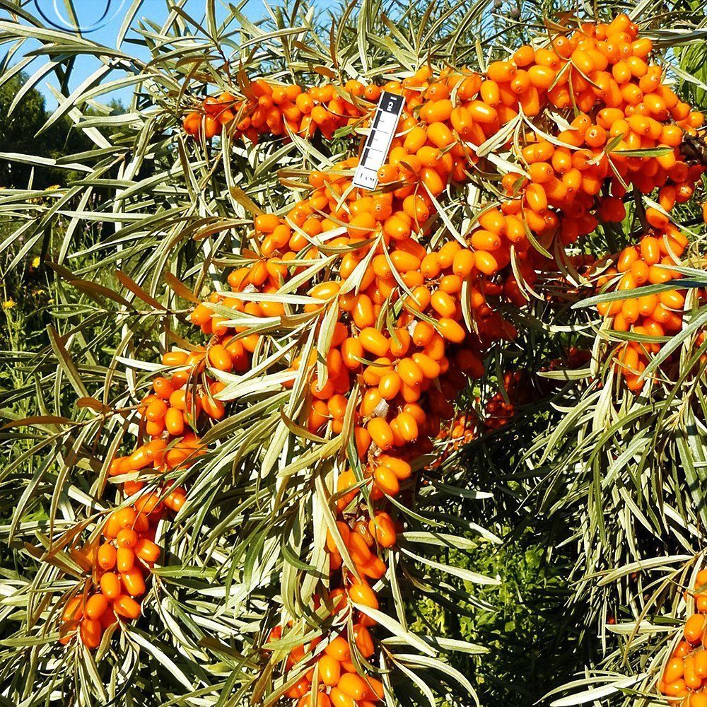 ���� �������� ������������� ������  