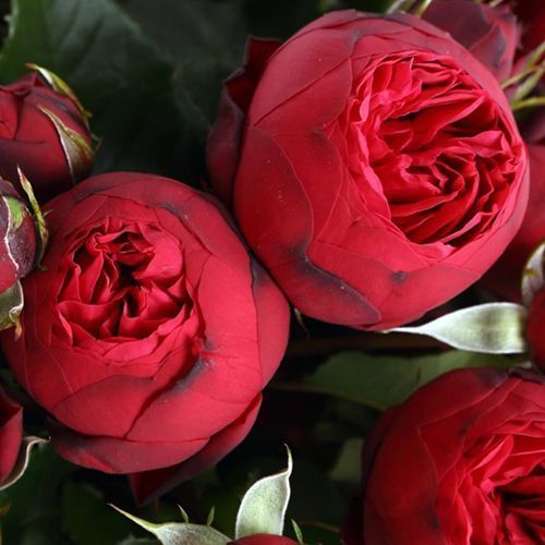 ���� ���� ����� ��� �����  