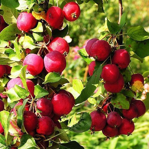 ���� ������ ������� ����������  