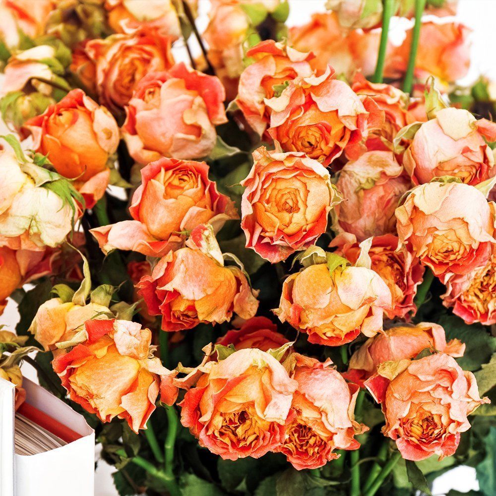 ���� ���� ����� ������� ��� ����  