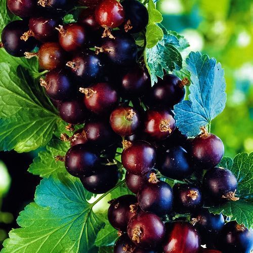 ���� ����� ����  