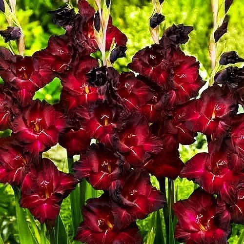 ���� ��������� ��������������� ���� ��������  