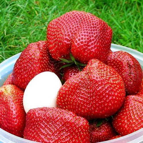 ���� ��������� ������������� ������  