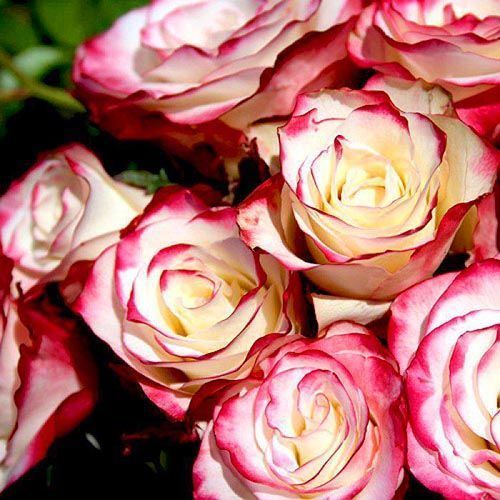 ���� ���� �����-��������� �������  