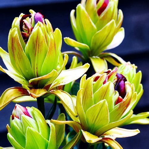 ���� ����� ��������� �������� ������� ����  