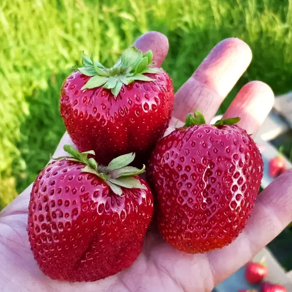 ���� ��������� ������������� �����  