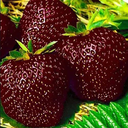 ���� ��������� ������������� ������ �����  