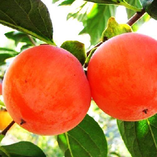 ���� ����� ���������  