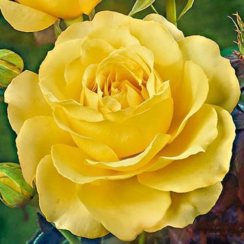 ���� ���� �����-��������� ��������  